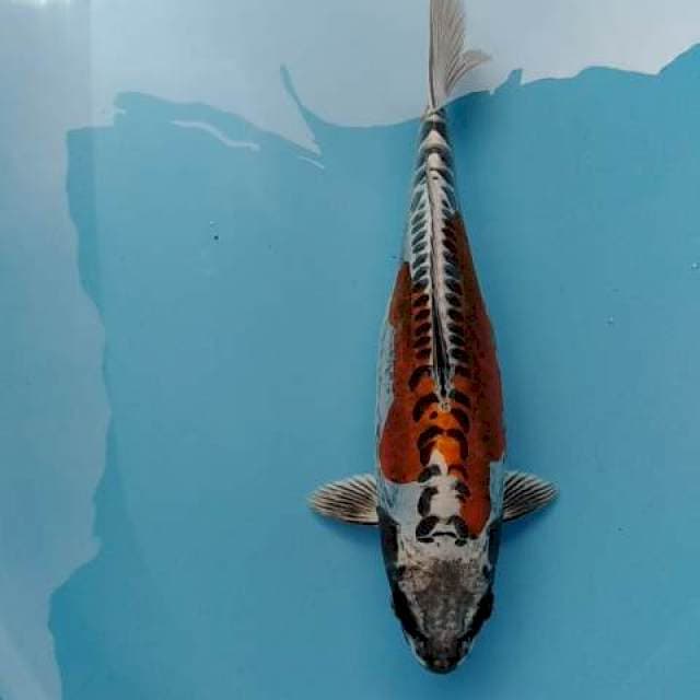 JUMBO KIKOKURYU BAGUS
