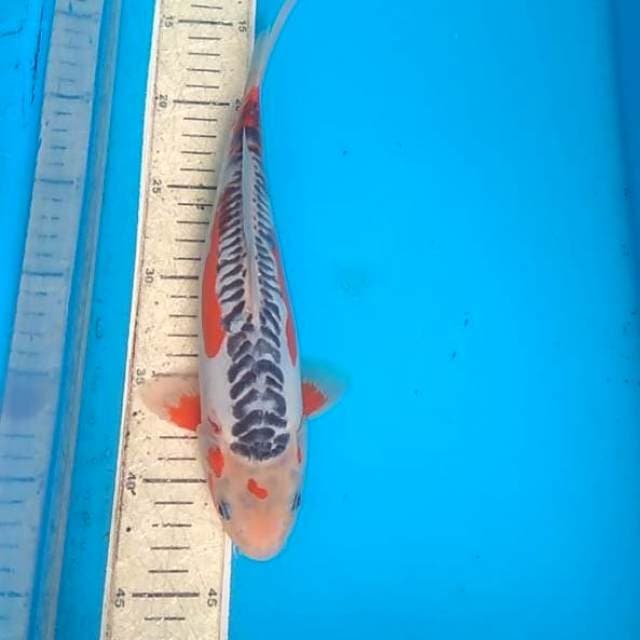 Shusui 29cm