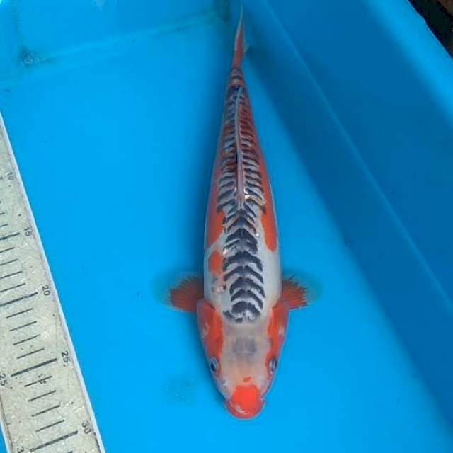 Shusui 35cm