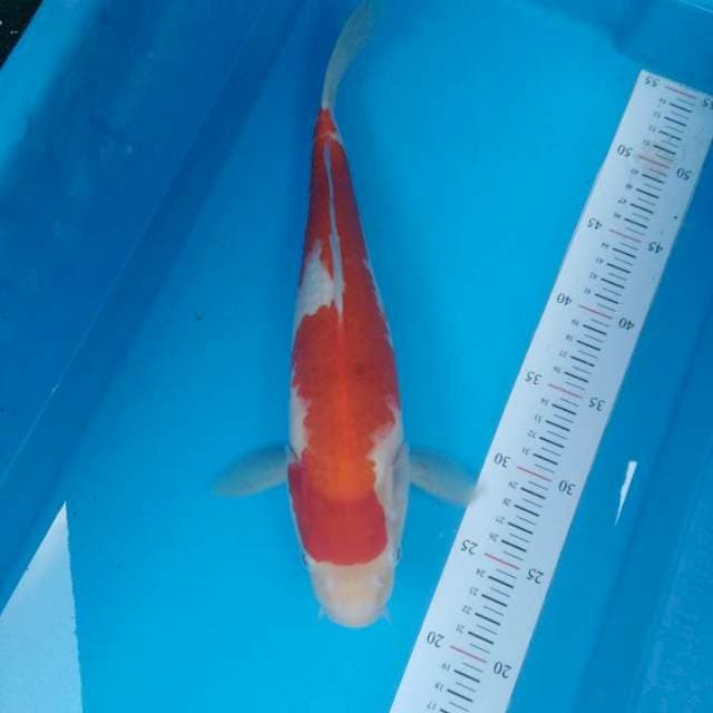 Kohaku