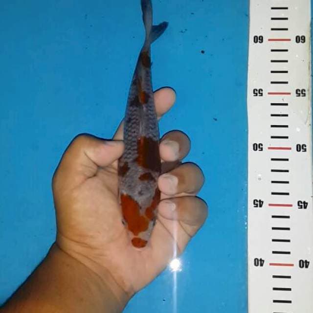 Ociba sigure. Cerah tanpa harus drop