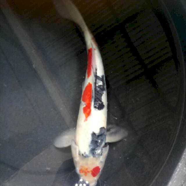 Showa 37 cm