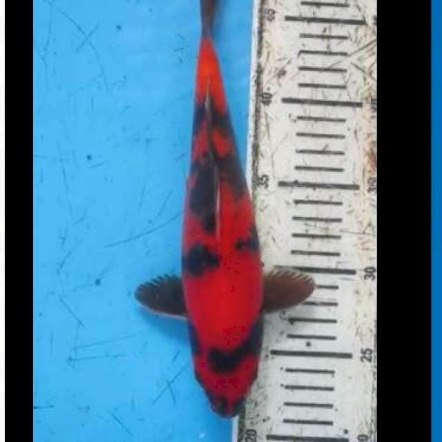 Hi usturi bulky red
