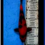 Hi usturi bulky red
