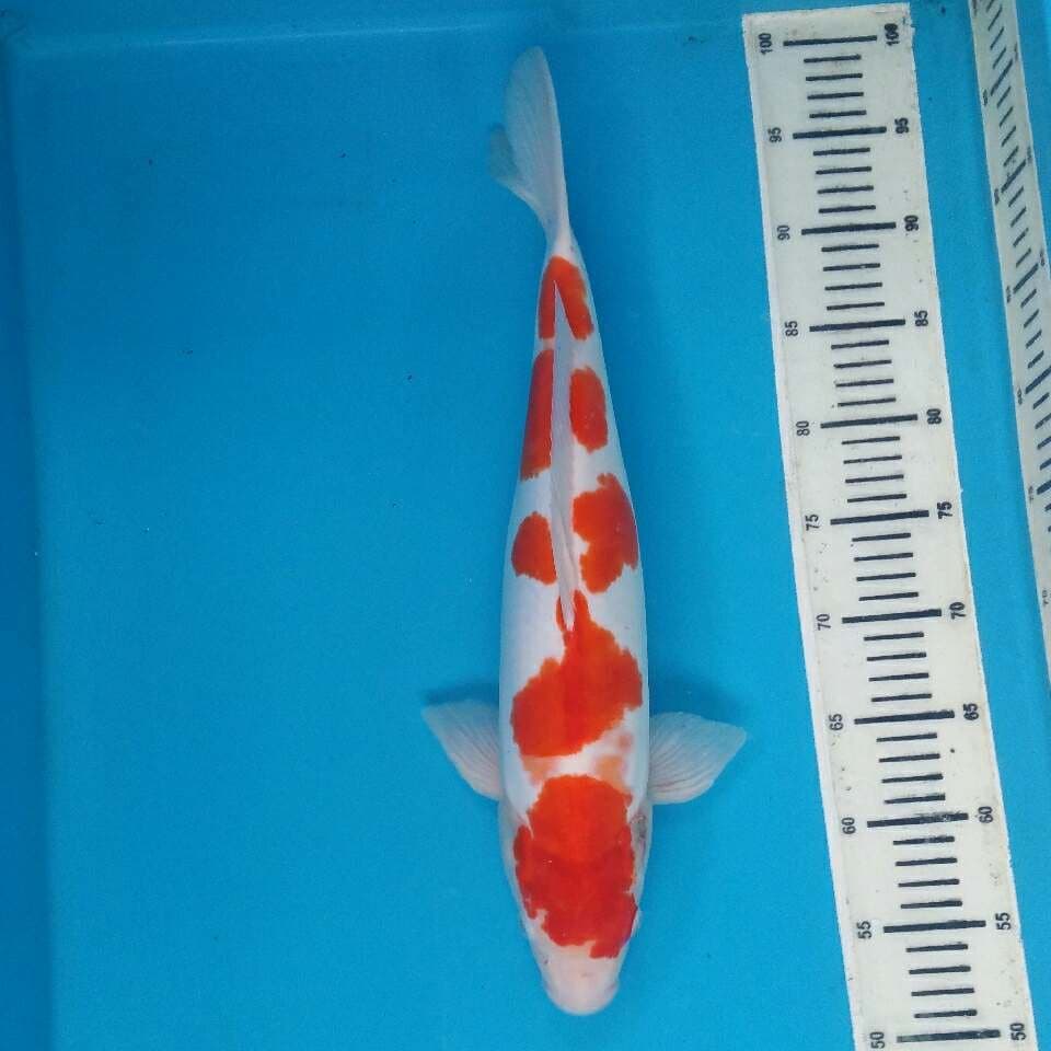 Kohaku doitsu 5step 45cm