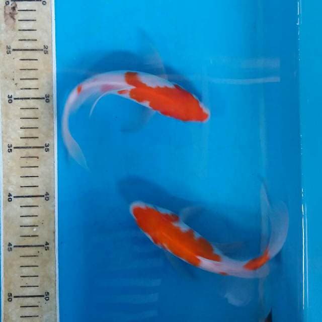 Mic kohaku kumpay sleyer