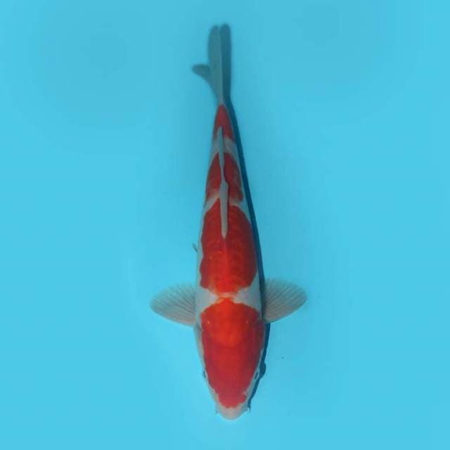 Kohaku 29 cm