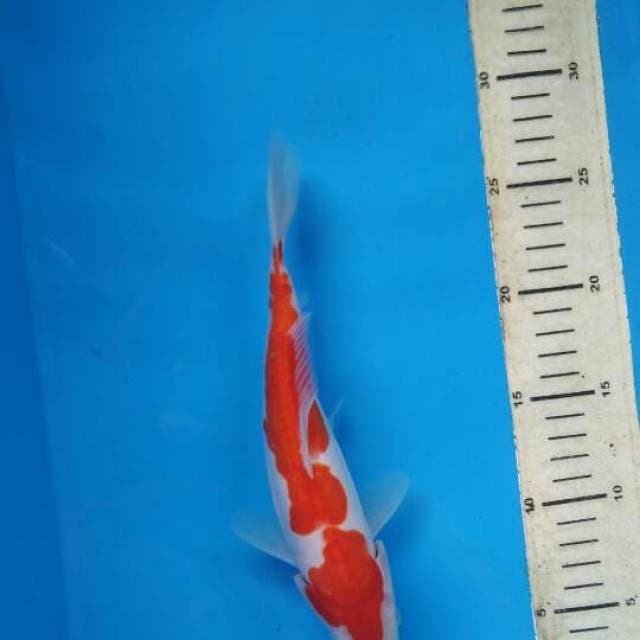 KOHAKU DOITSU OMOYO