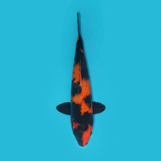 Utsuri 35 cm
