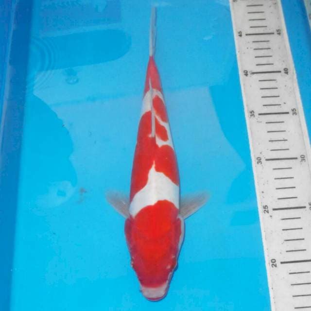 ABSTRAK KOHAKU