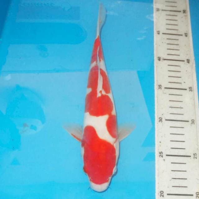 KOHAKU MERONA