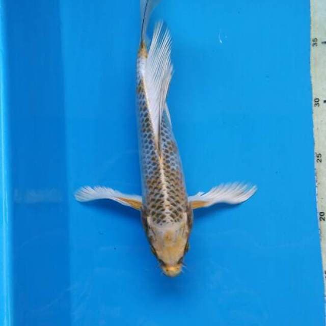 KUMPAY KI KUJAKU