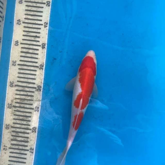 Kohaku 28 cm