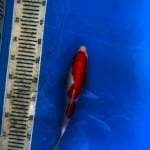 Kohaku 28 cm
