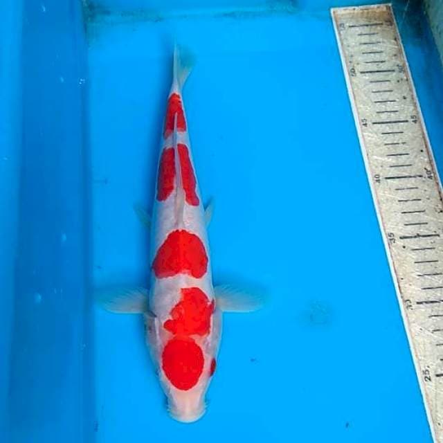 Kohaku 30cm, Aragoke