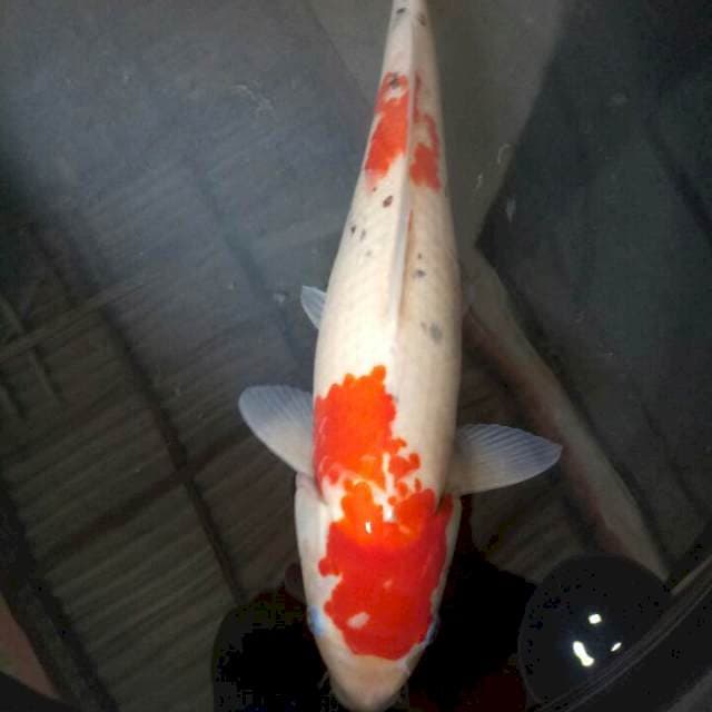 Sanke 38cm