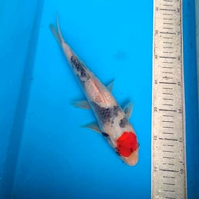 Tanco showa 31cm