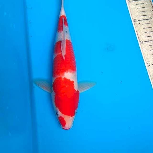 Sanke 30cm