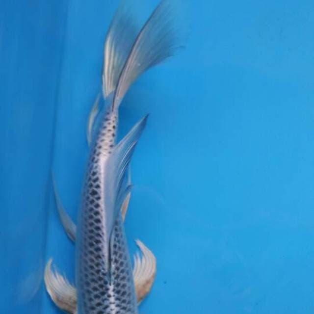 KUMPAY MATSHUBA