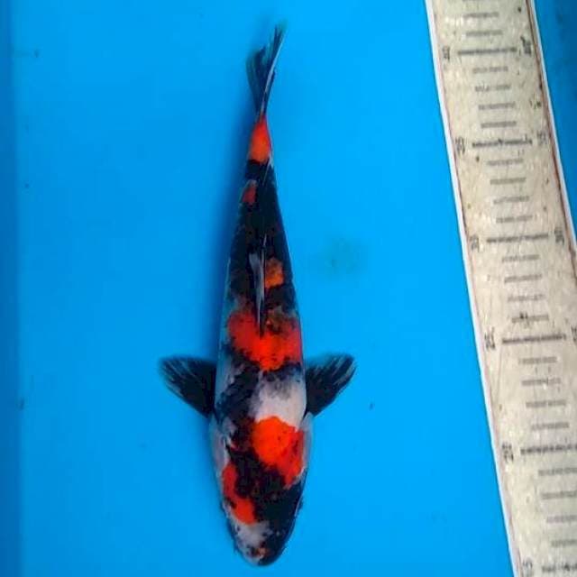 Showa 25cm