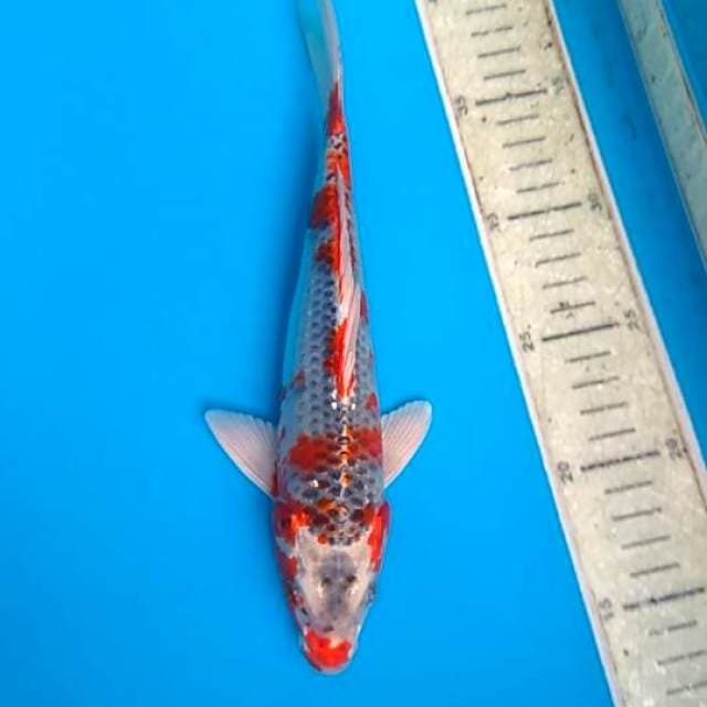 kojaku 25cm