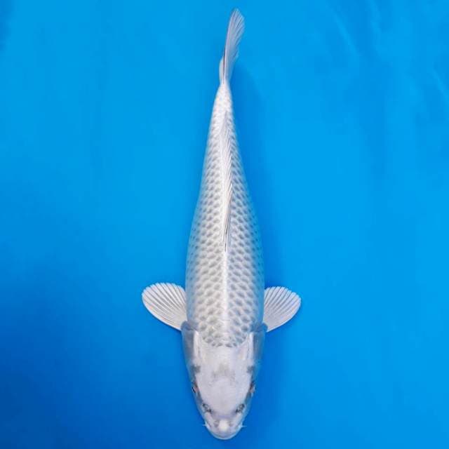 Mukashi