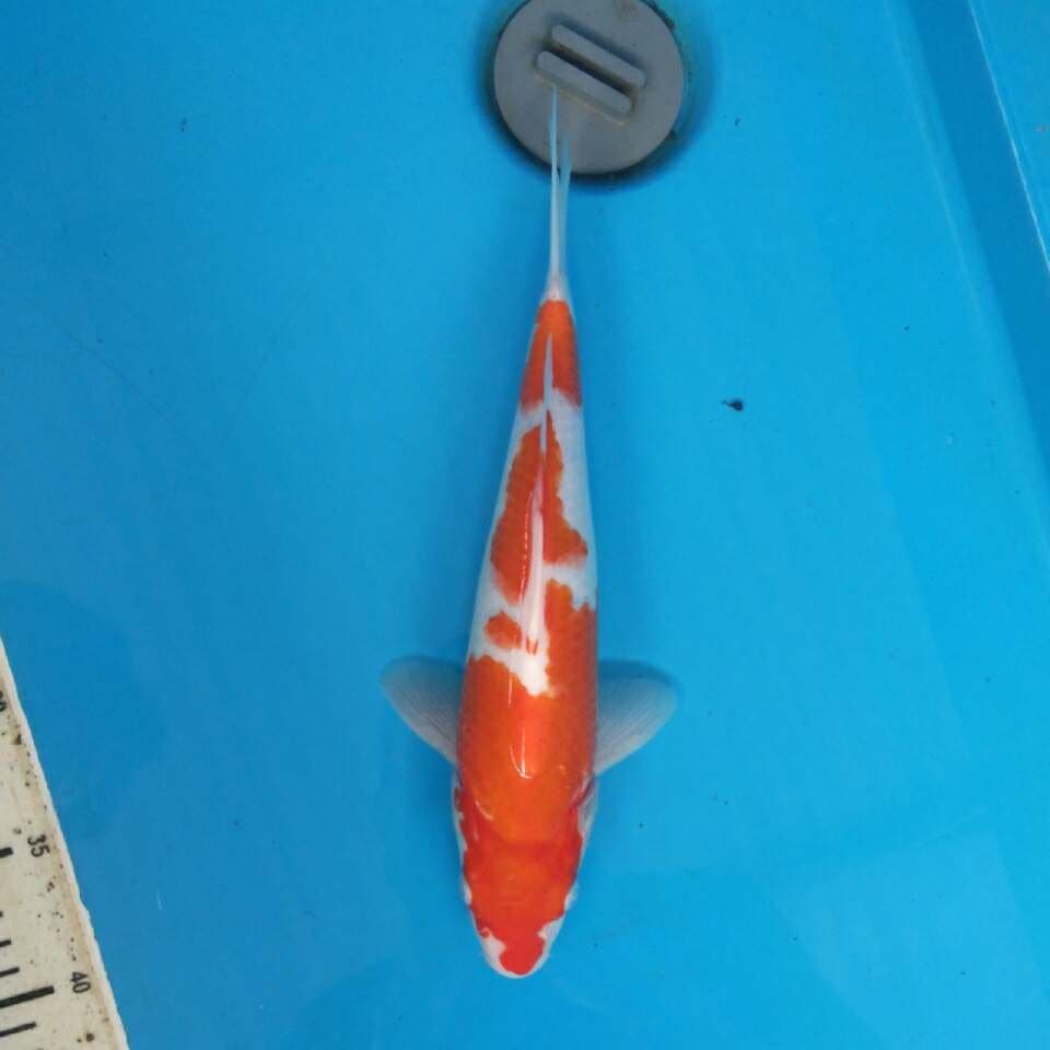kohaku