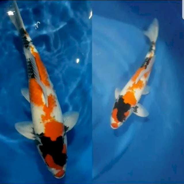 Showa High Qaulity 45 cm