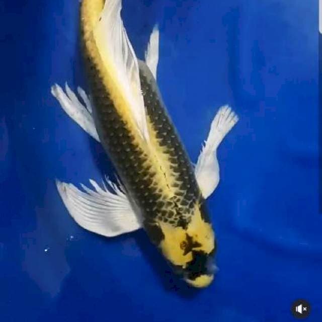 Kumpay Kabuto Super Jumbo Langka