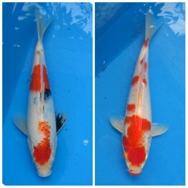 Mix Kindai Showa, Kohaku ori F1