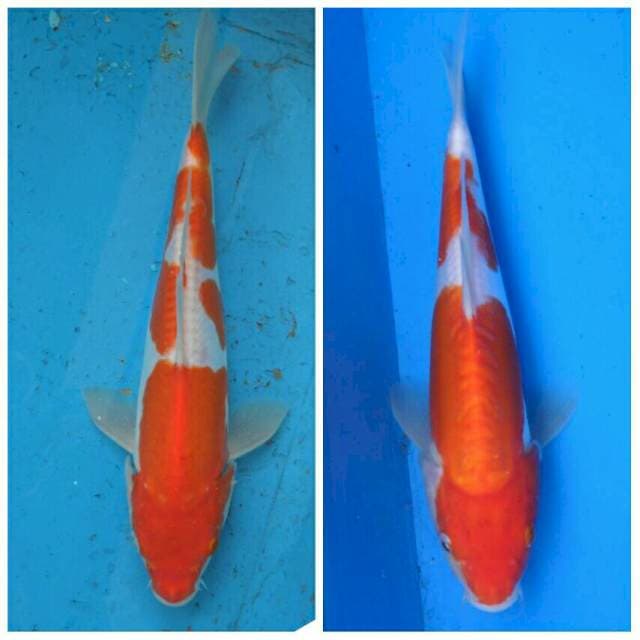 Duo Kohaku Doitsu F1
