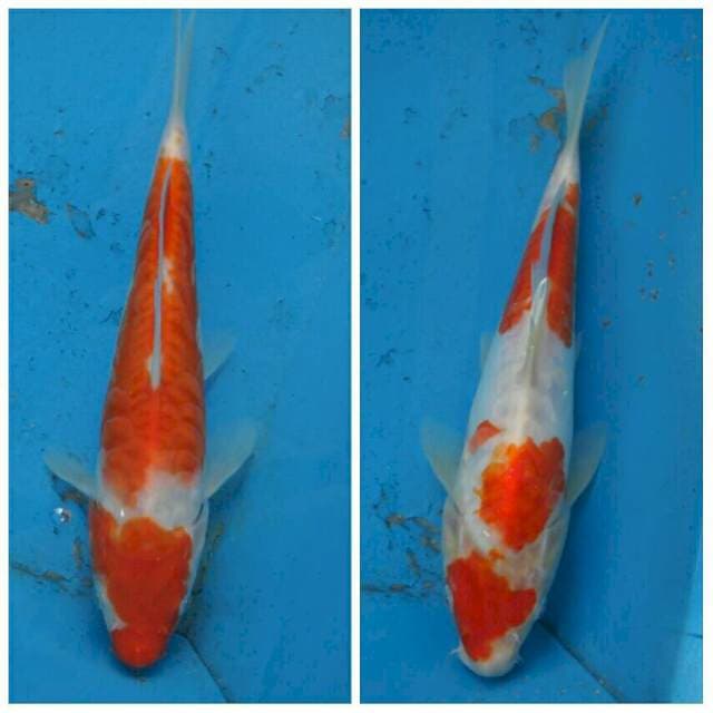 Duo Kohaku Aragoke F1
