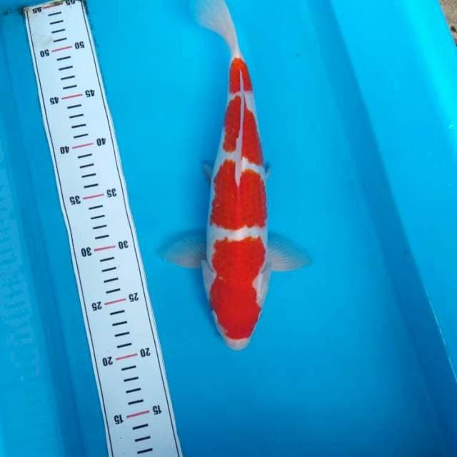 NJK - YONDAN RED