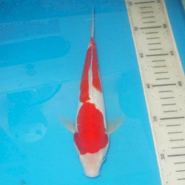 KOHAKU MERONA