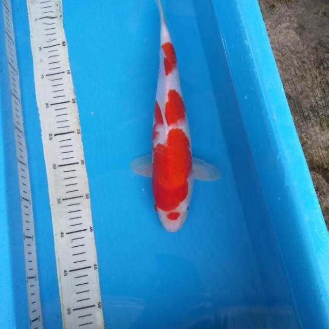 HWC (S of T)kohaku 37cm