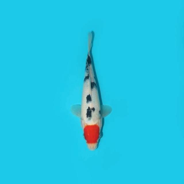 TANCHO SANKE 20 CM