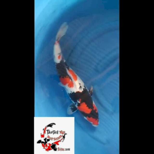 Super Showa Juara 1 (3 sertifikat) - 50cm 