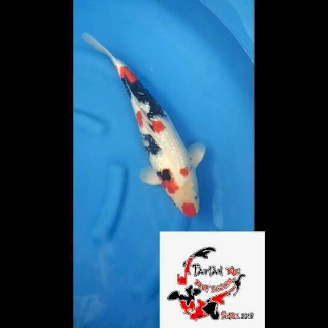 45cm Male - Super Kindai Showa Ginrin F1