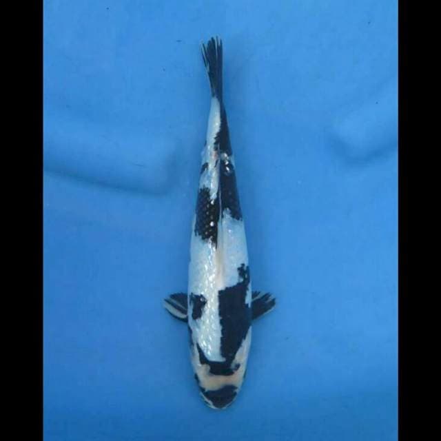 25cm Male - Shiro Ginrin Full Quality 