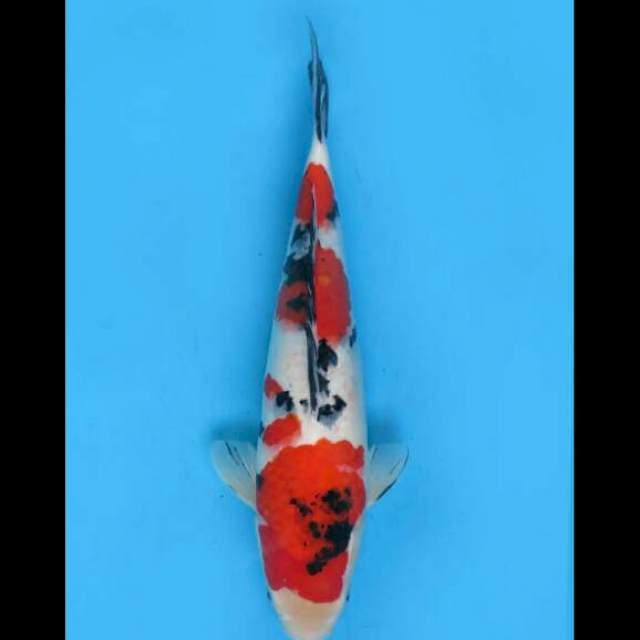 38cm Female - Taisho Sanke Garang 