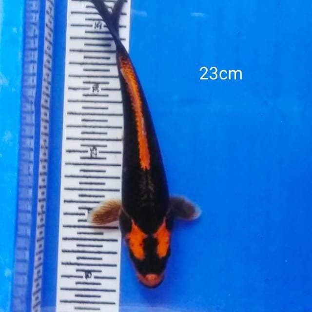 HDKOI