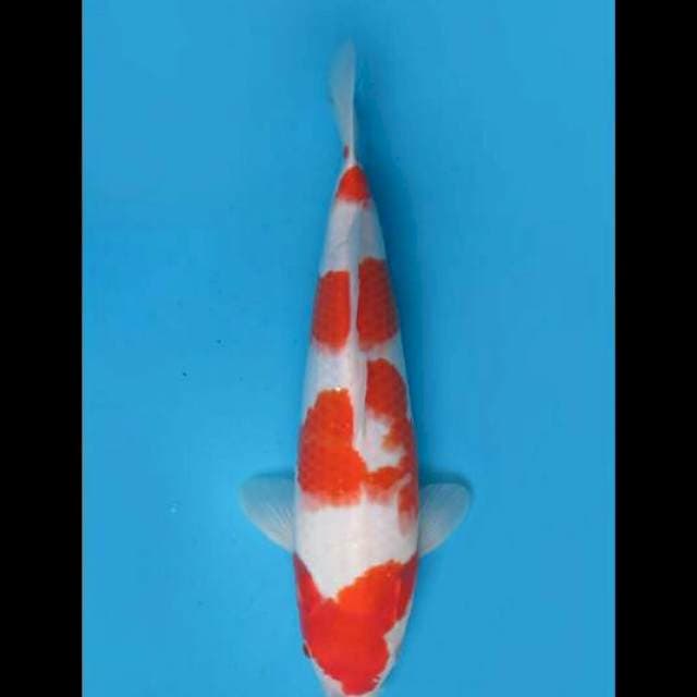 44cm Female - Sakura Kohaku Jumbo
