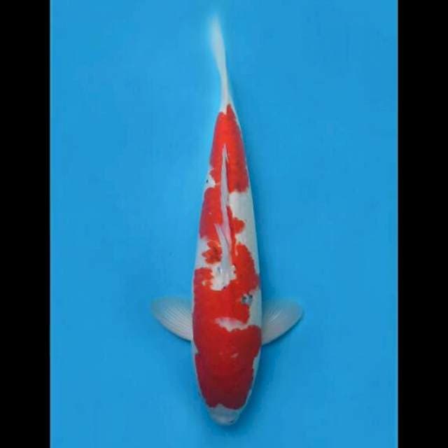 45cm Male - F1 Taisho Sanke Bakat Jumbo