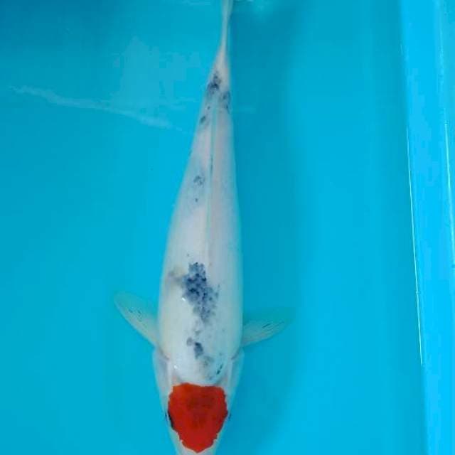 Tancho showa tategoi 37 cm