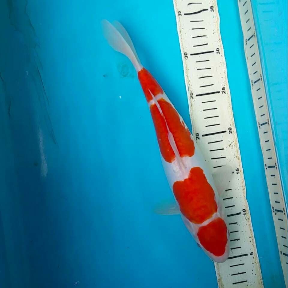 Kohaku doitsu 4step 30cm