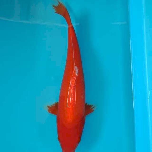 Benigoi 35 cm
