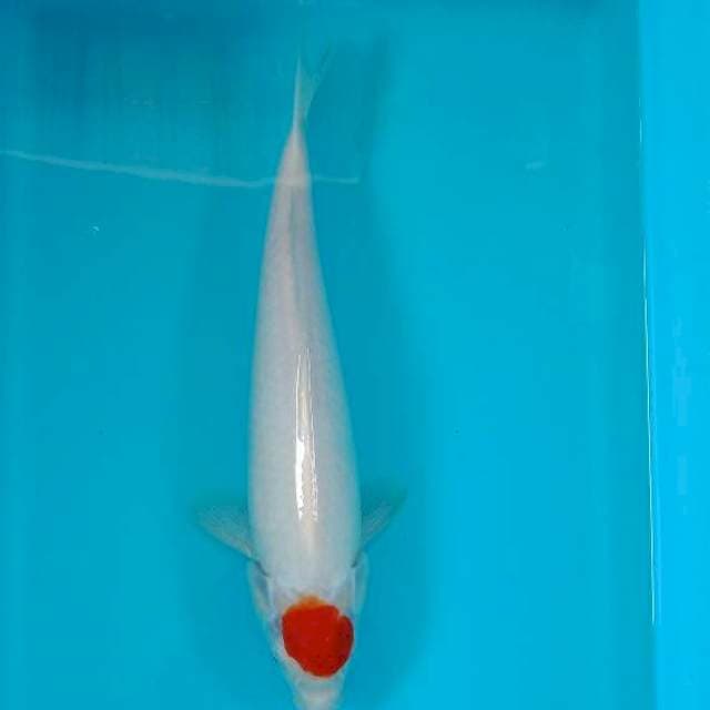 TANCHO KOHAKU 35 CM