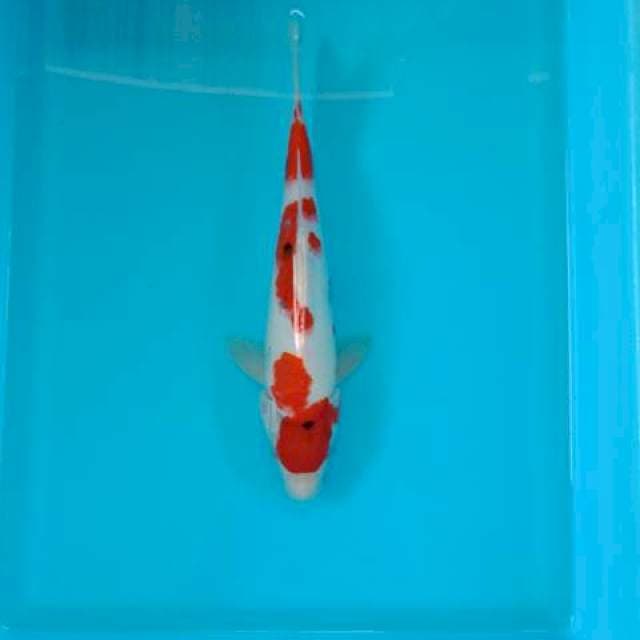 SANKE 28 CM