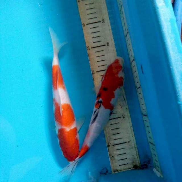 Mix koi 24cm