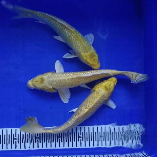 HDKOI